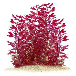 لودويجيا سوبر رِد ميني – ludwigia “super red mini”