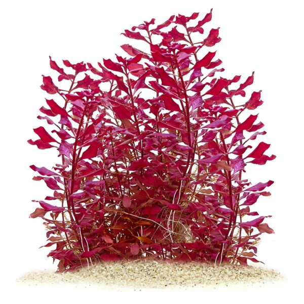 لودويجيا سوبر رِد ميني – ludwigia “super red mini”
