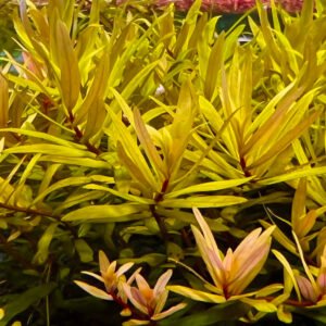 نيسايا جولدن – nesaea “golden”