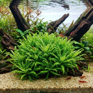 بوجوستيمون هيلفيري – pogostemon helferi