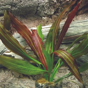 echinodorus red rubin